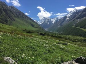 _Flowers_Blossom_At_valley_of_flowers_Chamoli,_India__49